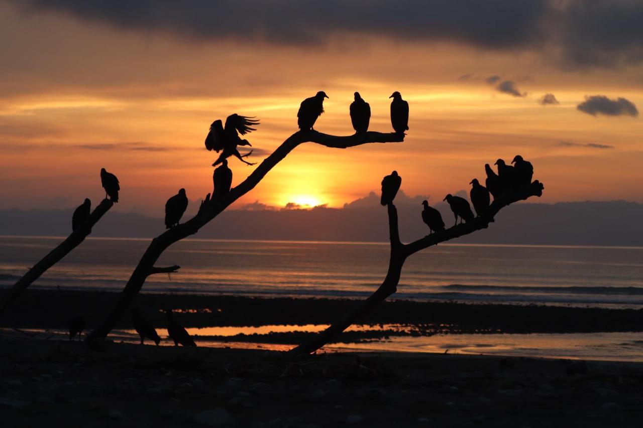 Four Monkeys Eco Lodge Jungle & Beach - The House Cabo Matapalo Luaran gambar