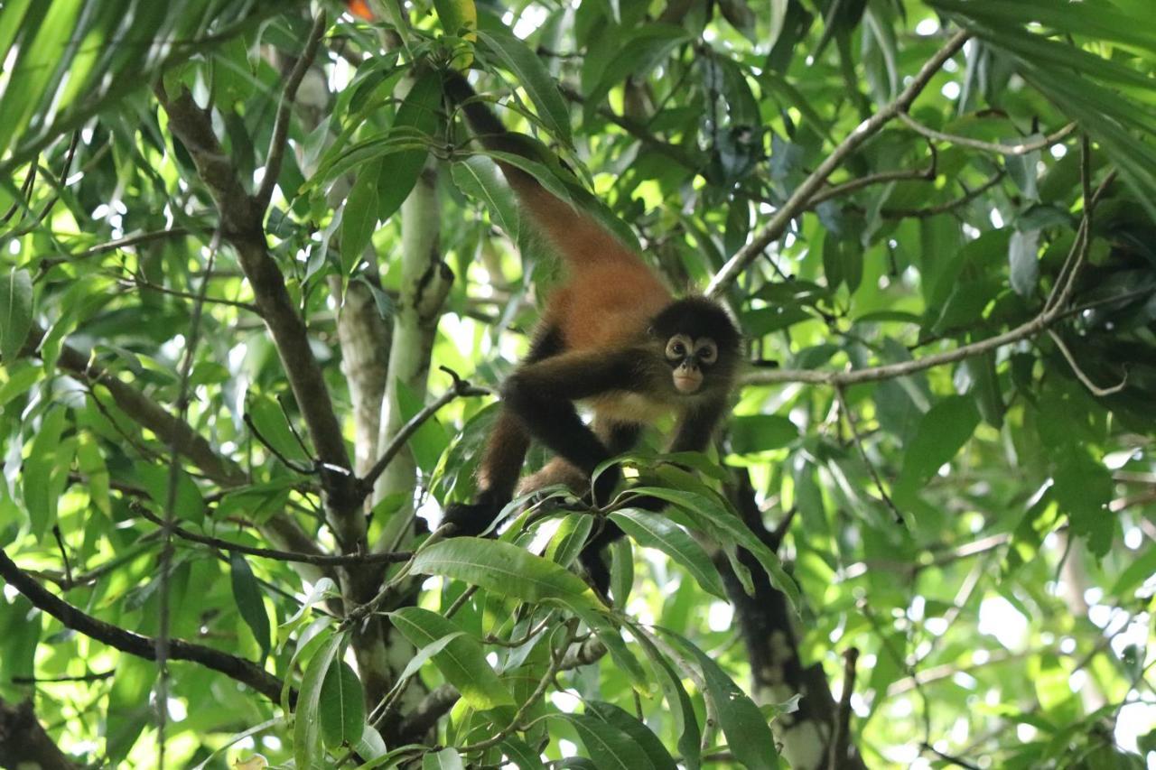 Four Monkeys Eco Lodge Jungle & Beach - The House Cabo Matapalo Luaran gambar