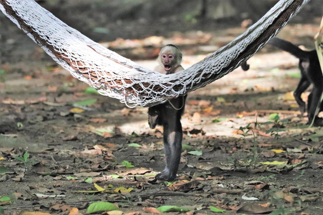 Four Monkeys Eco Lodge Jungle & Beach - The House Cabo Matapalo Luaran gambar