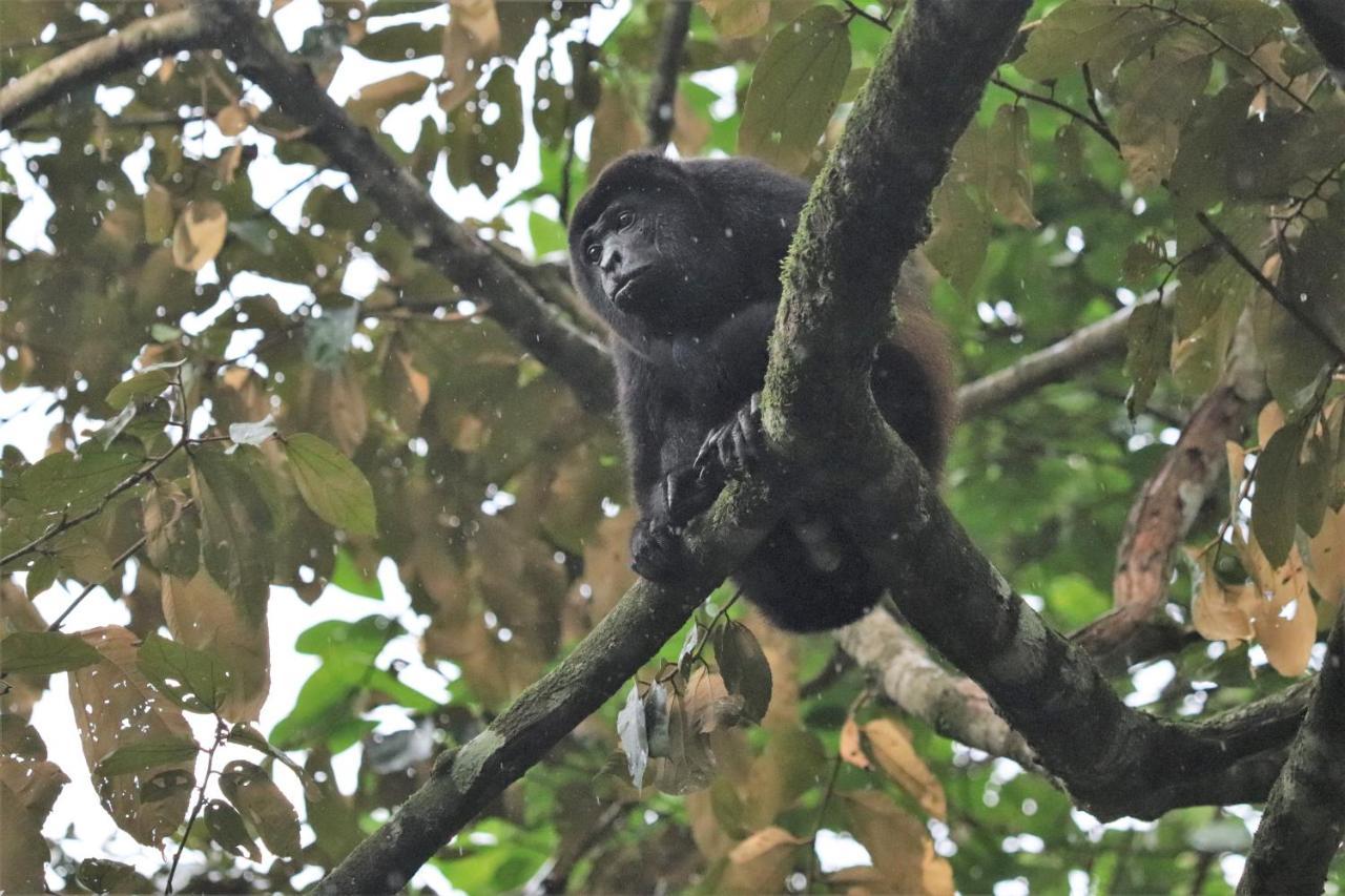 Four Monkeys Eco Lodge Jungle & Beach - The House Cabo Matapalo Luaran gambar
