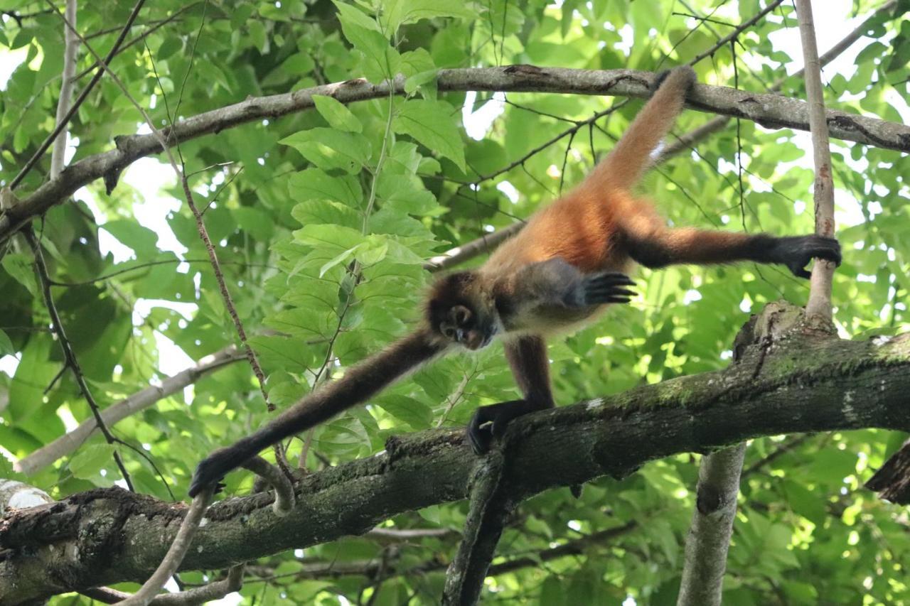 Four Monkeys Eco Lodge Jungle & Beach - The House Cabo Matapalo Luaran gambar