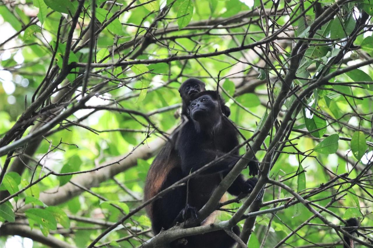 Four Monkeys Eco Lodge Jungle & Beach - The House Cabo Matapalo Luaran gambar