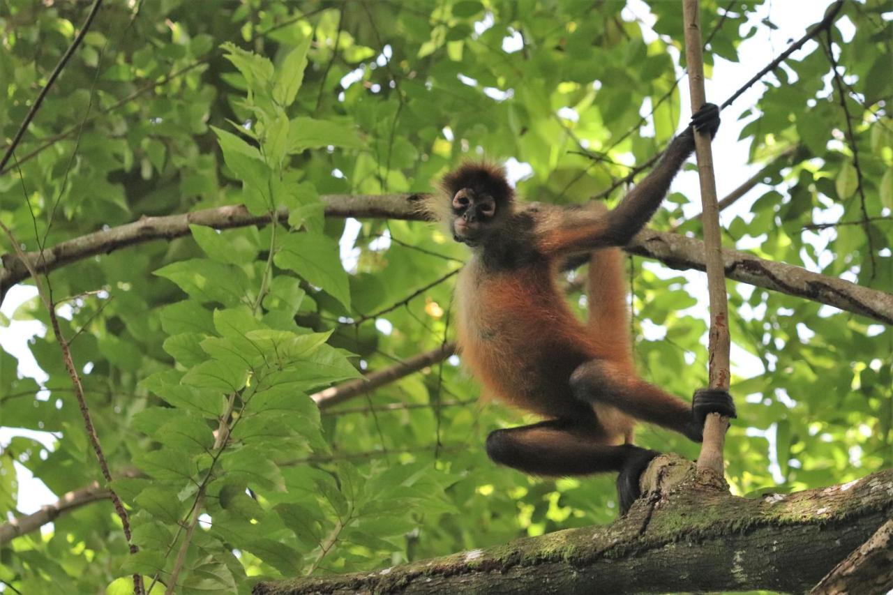 Four Monkeys Eco Lodge Jungle & Beach - The House Cabo Matapalo Luaran gambar