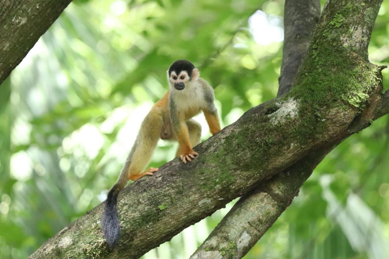 Four Monkeys Eco Lodge Jungle & Beach - The House Cabo Matapalo Luaran gambar