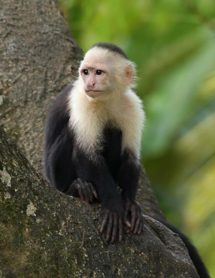 Four Monkeys Eco Lodge Jungle & Beach - The House Cabo Matapalo Luaran gambar