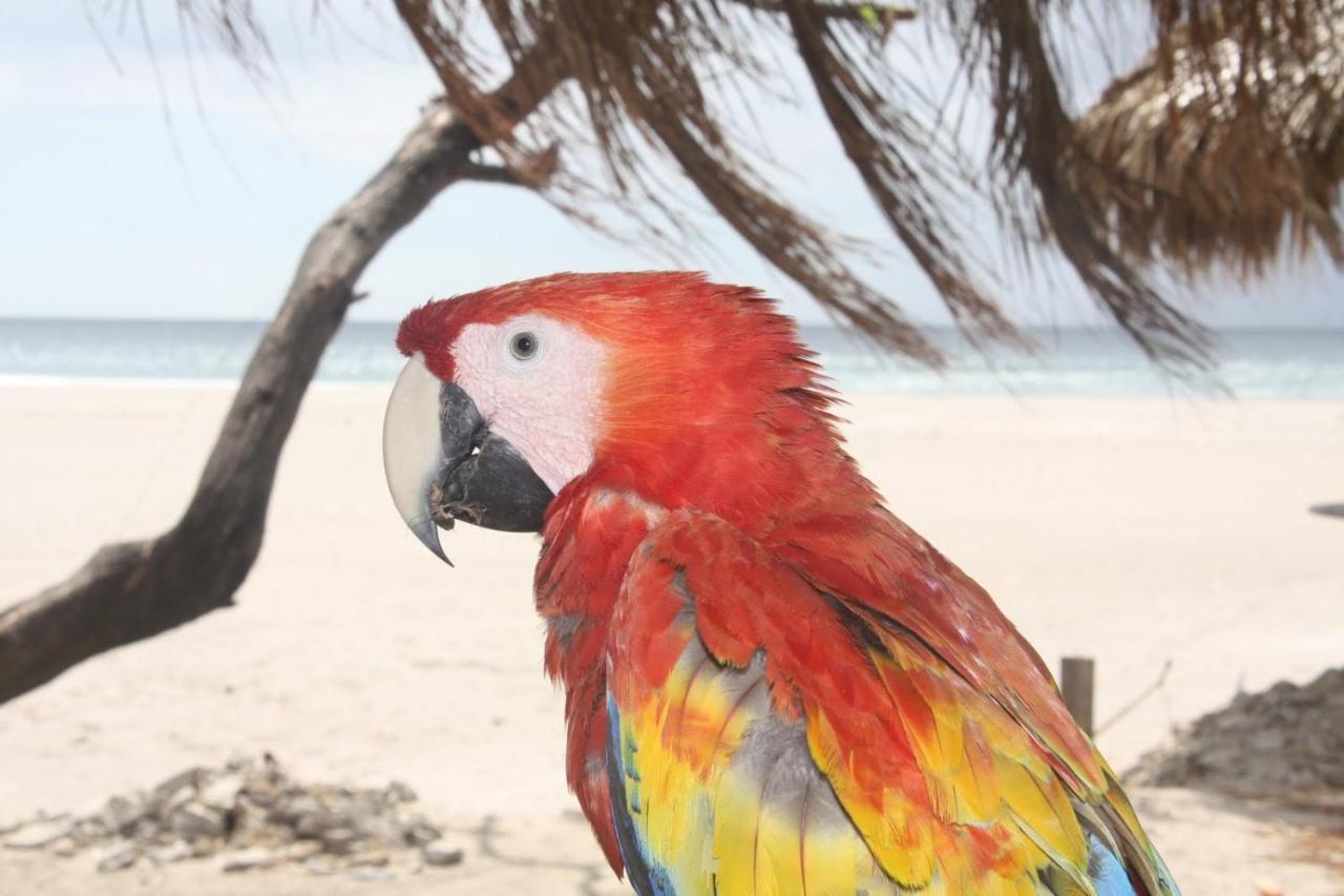 Four Monkeys Eco Lodge Jungle & Beach - The House Cabo Matapalo Luaran gambar